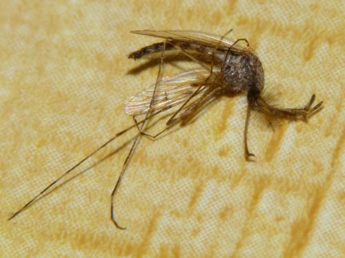 Réf. 246 356 : Culiseta annulata